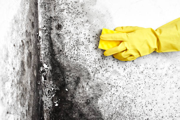 Best Commercial Mold Removal  in Clemmons, NC