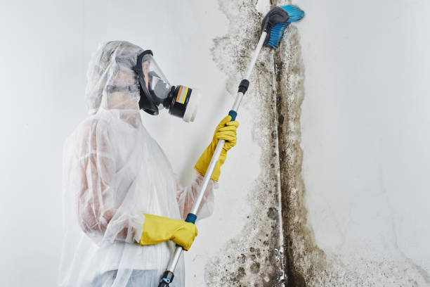 Best Mold Damage Repair  in Clemmons, NC
