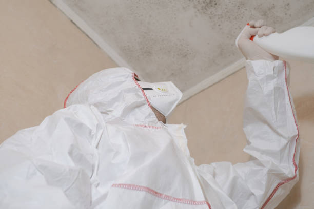 Best Local Mold Removal Service  in Clemmons, NC