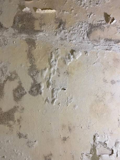 Best Emergency Mold Removal  in Clemmons, NC
