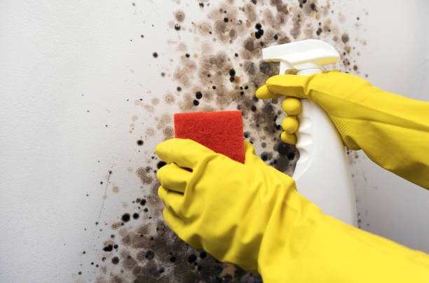 Best Mold Remediation  in Clemmons, NC