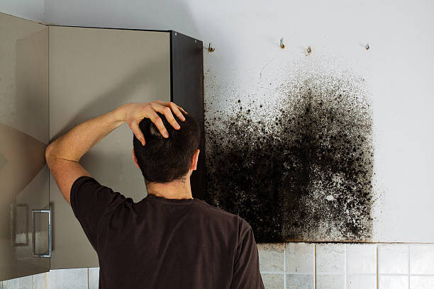 Best Black Mold Removal  in Clemmons, NC